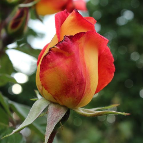 Rosa Piccadilly - roșu - galben - Trandafir copac cu trunchi înalt - cu flori teahibrid - coroană dreaptă